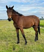 Zeer lieve 2 jarige merrie van Kazan Z x Dominator 2000 Z, Dieren en Toebehoren, Paarden, Merrie, Z, Ontwormd