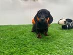 Dwergteckel pups, Dieren en Toebehoren, België, 8 tot 15 weken, Korthaar, CDV (hondenziekte)