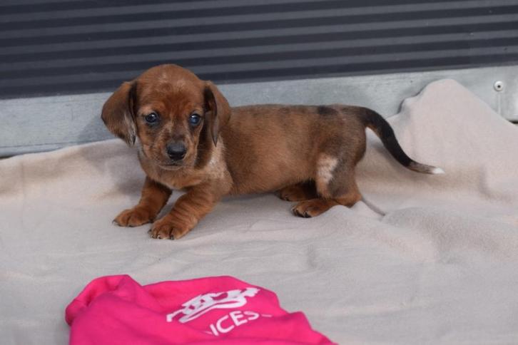 Teckel pups alle kleuren, Dieren en Toebehoren, Honden | Teckels en Dashonden, Meerdere dieren, Korthaar, Dwerg, Fokker | Professioneel