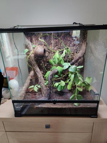 Terrarium naturel complet avec un mâle gecko à crête 