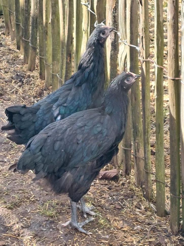 Jonge Australorp kippen, Dieren en Toebehoren, Pluimvee