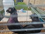 3 duiven, Dieren en Toebehoren