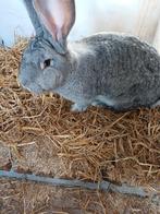 konijn, Dieren en Toebehoren, Konijnen, Vrouwelijk, Groot, 0 tot 2 jaar