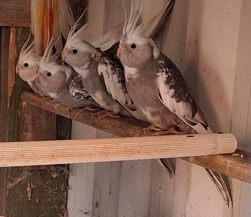 1-4 valkparkieten, Animaux & Accessoires, Oiseaux | Perruches & Perroquets, Perruche, Plusieurs animaux, Bagué