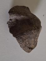 Fossile de Brachiopode ( Origine : Belgique ), Enlèvement, Fossile