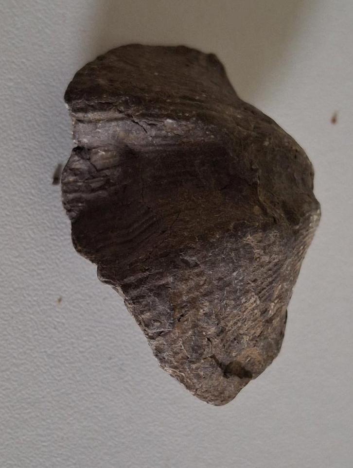 Fossile de Brachiopode ( Origine : Belgique ), Verzamelen, Mineralen en Fossielen, Fossiel, Ophalen