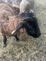 2 ramlammen kruising kameroen wiltshire horn, Dieren en Toebehoren, Schapen, Geiten en Varkens, Mannelijk, Schaap, 0 tot 2 jaar