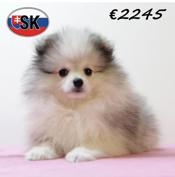 Keesjes (teefjes) - superlieve pups te koop, Dieren en Toebehoren, Honden | Poolhonden, Keeshonden en Oertypen, Meerdere dieren