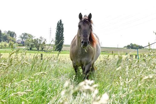 Smokey Grullo merrie, Dieren en Toebehoren, Pony's, Merrie, Zadelmak, D pony (1.37m tot 1.48m), Recreatiepony, 3 tot 6 jaar, Gechipt