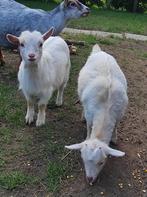 Dwerggeitjes, Animaux & Accessoires