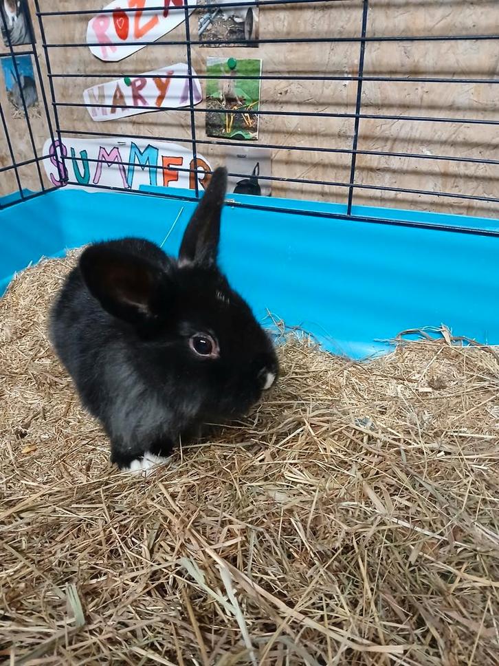 Dwergkonijn man, Dieren en Toebehoren, Konijnen