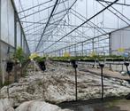 serre / serre te huur, Tuin en Terras, Ophalen of Verzenden