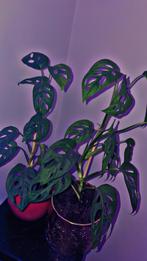 Monstera Monkey, Antiek en Kunst, Ophalen