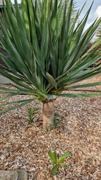 Yucca op stam, Tuin en Terras, Planten | Bomen, Ophalen