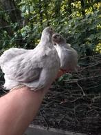 Cochinkriel kippen hennen, Dieren en Toebehoren