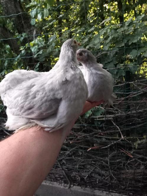 Cochinkriel kippen hennen, Dieren en Toebehoren, Pluimvee