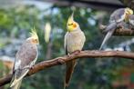 Chercher perruche ou perroquet à donner, Dieren en Toebehoren, Vogels | Parkieten en Papegaaien, Parkiet