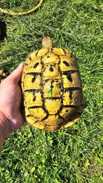 Hermann Boettgeri vrouwelijke schildpad 18cm met chip en doc, Dieren en Toebehoren, Schildpad