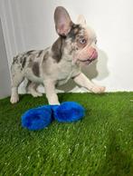 Franse Bulldog pups, 15 weken tot 1 jaar, Buitenland, CDV (hondenziekte), Bulldog