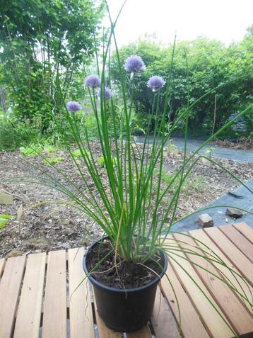 Bieslook - grote plant, Tuin en Terras, Ophalen, Vaste plant, Halfschaduw, Kruiden