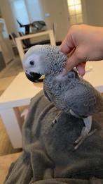 Handtam papegaai 4maand + kooi, Dieren en Toebehoren, Mannelijk, Papegaai