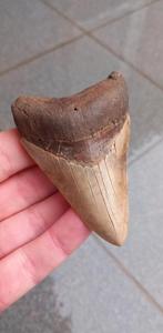 Megalodon haaientand fossiel uit Indonesie, Verzamelen, Mineralen en Fossielen, Ophalen of Verzenden, Fossiel