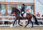 Viento Bailando DH – PRE hengst te koop   4 jaar |, Dieren en Toebehoren, Paarden, B, Gechipt, Dressuurpaard, Hengst