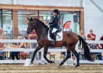  Viento Bailando DH – PRE hengst te koop   4 jaar |  beschikbaar voor biedingen