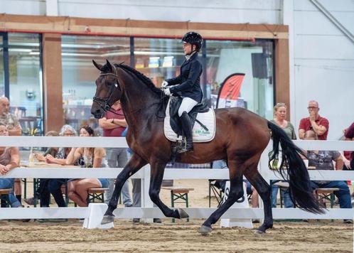 Viento Bailando DH – PRE hengst te koop   4 jaar |, Dieren en Toebehoren, Paarden, Hengst, B, 170 tot 175 cm, 3 tot 6 jaar, Dressuurpaard
