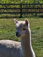 Alpaca hengst van zomer 2023, Dieren en Toebehoren, Overige Dieren, Juli, Mannelijk