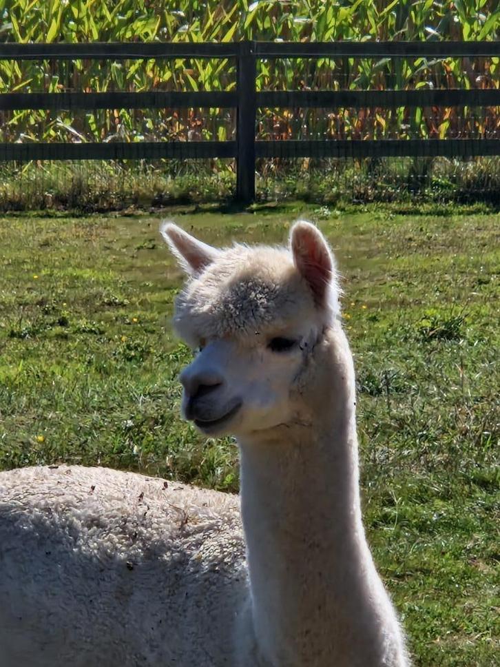 Alpaca hengst van zomer 2023, Dieren en Toebehoren, Overige Dieren, Mannelijk, Juli