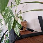 Monstera Variegata, Ophalen
