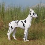 Great Dane beeld – Deense Dog- Lengte 124 cm, Ophalen, Nieuw