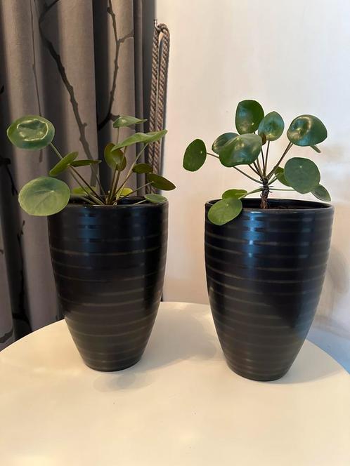 2x bloempot met Pilea peperomioides, pannenkoekenplant plant, Huis en Inrichting, Kamerplanten, Ophalen