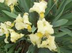 Iris Butter and Sugar, Holey Night, Study in Black enz., Tuin en Terras, Planten | Tuinplanten, Vaste plant, Lente, Overige soorten