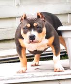 Prachtig American bully Teefje, Dieren en Toebehoren, Honden | Bulldogs, Pinschers en Molossers, Nederland, 15 weken tot 1 jaar