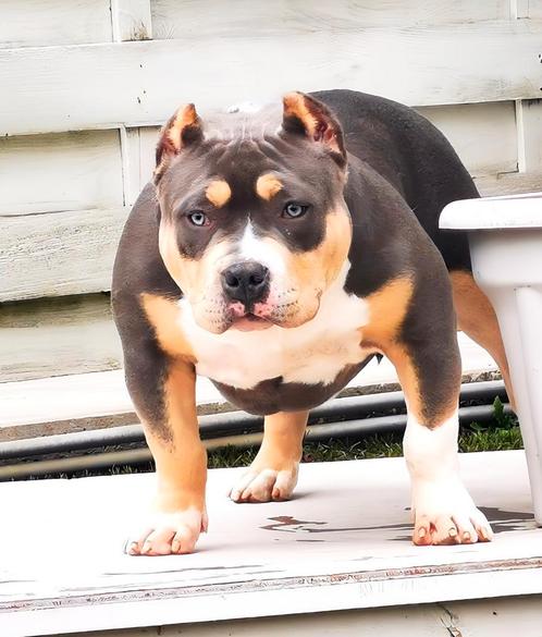 Prachtig American bully Teefje, Dieren en Toebehoren, Honden | Bulldogs, Pinschers en Molossers, Teef, Overige rassen, Fokker | Professioneel