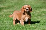 Cavalier King Charles (kruising) pup te koop, 15 weken tot 1 jaar, Buitenland, Eén hond, Fokker | Professioneel