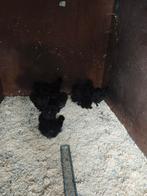 Zijdehoenders kriel, Dieren en Toebehoren, Meerdere dieren, Kip