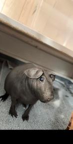 Skinny cavias, Dieren en Toebehoren, Knaagdieren, Juli, Meerdere dieren, Cavia