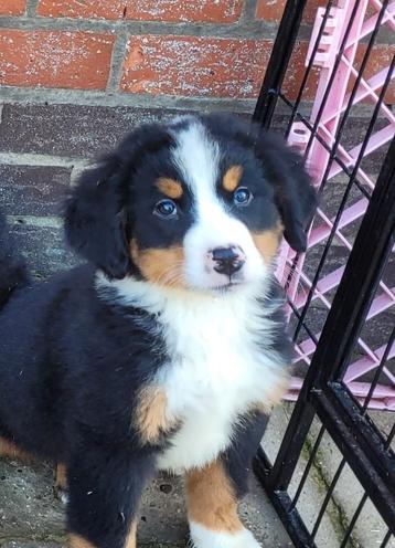 Berner sennen teefje Babsje opnieuw op zoek naar een huisje 