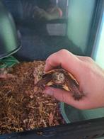 Terrarium reptile, Ophalen