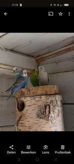 Grasparkieten, Meerdere dieren, Parkiet