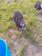 Herdwick ramme., Dieren en Toebehoren, Schapen, Geiten en Varkens