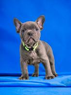Franse bulldog, Dieren en Toebehoren, Honden | Bulldogs, Pinschers en Molossers, CDV (hondenziekte), Meerdere, Bulldog, 8 tot 15 weken