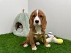 Engelse Cocker x Cavalier King Charles pups, Dieren en Toebehoren, België, 8 tot 15 weken, CDV (hondenziekte), Meerdere