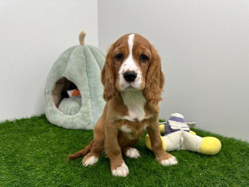 Engelse Cocker x Cavalier King Charles pups, Dieren en Toebehoren, Honden | Niet-rashonden, Middel, Meerdere dieren, Fokker | Professioneel