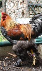 Brama goud patrijs haan, Dieren en Toebehoren, Pluimvee, Mannelijk, Kip