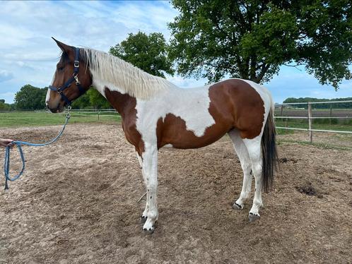 Prachtige 3 jarige merrie met goed papier, Dieren en Toebehoren, Paarden, Merrie, Onbeleerd, 170 tot 175 cm, 3 tot 6 jaar, Springpaard