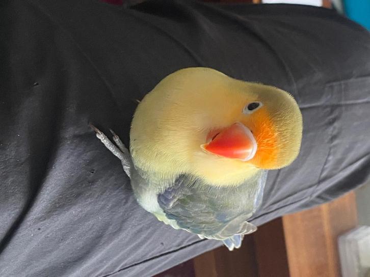 Tam vogel, Dieren en Toebehoren, Vogels | Parkieten en Papegaaien, Dwergpapegaai of Agapornis, Geslacht onbekend, Tam